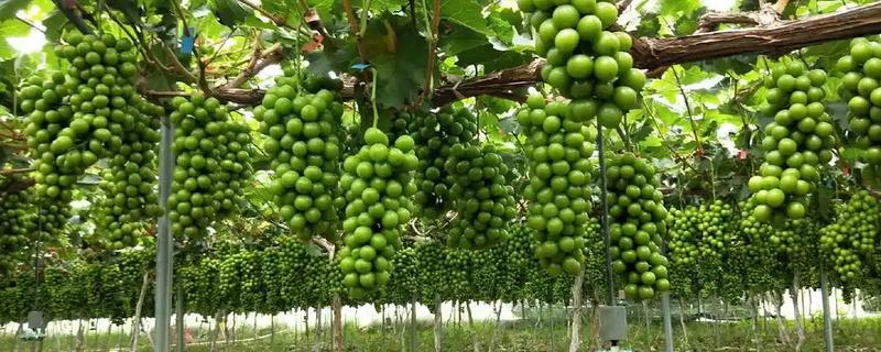 我国什么时候开始种植葡萄，据史料记载早在西汉时期便有栽培