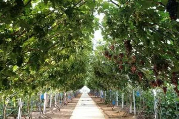 我国什么时候开始种植葡萄，据史料记载早在西汉时期便有栽培