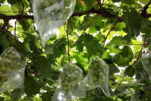 我国什么时候开始种植葡萄，据史料记载早在西汉时期便有栽培