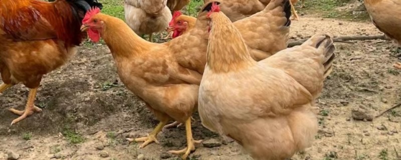 鸡的寿命，通常是3-5年左右