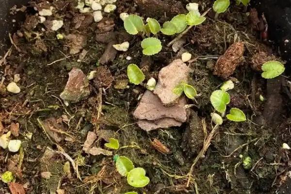 仙客来种子的种植方法，9到10月份种植为佳