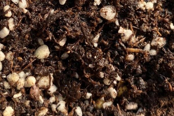 仙客来种子的种植方法，9到10月份种植为佳