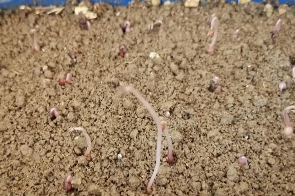 仙客来种子的种植方法，9到10月份种植为佳