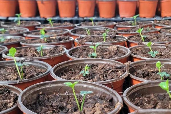 仙客来种子的种植方法，9到10月份种植为佳