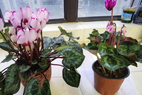 仙客来种子的种植方法，9到10月份种植为佳