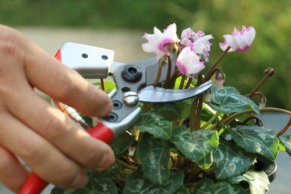 仙客来种子的种植方法，9到10月份种植为佳