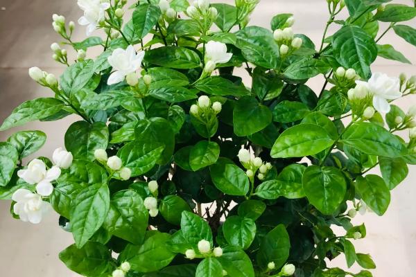 茉莉开着花苞就掉了的原因，可能是浇水不当所致