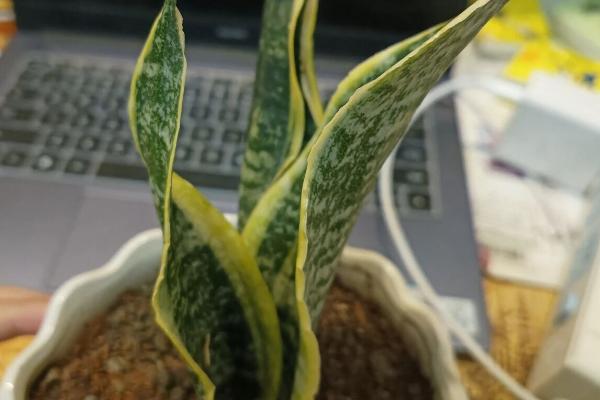 虎皮兰卷叶能不能恢复，养护得当是可以恢复的
