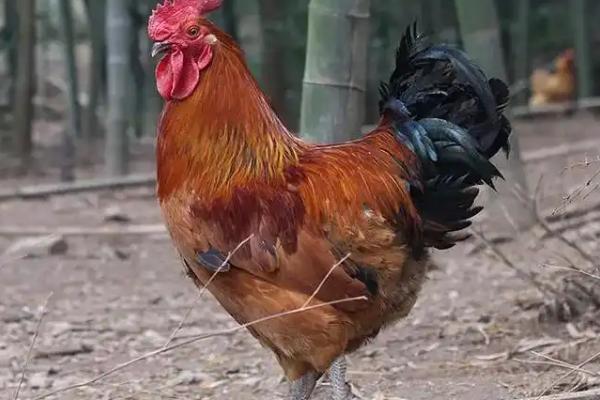 鸡的寿命,通常是3-5年左右