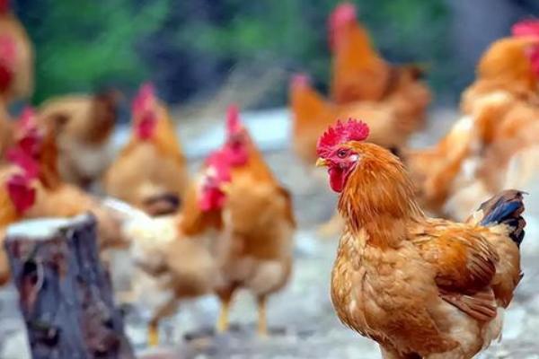 鸡的寿命,通常是3-5年左右