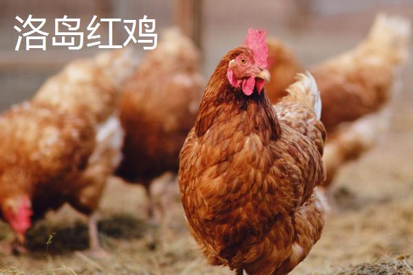 鸡的寿命,通常是3-5年左右