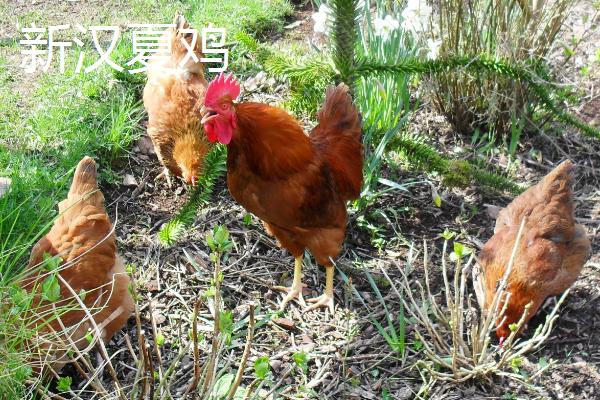 鸡的寿命,通常是3-5年左右