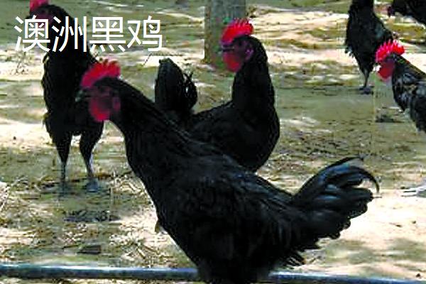 鸡的寿命,通常是3-5年左右