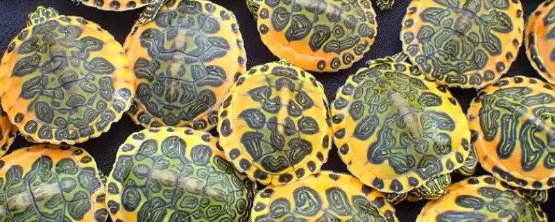 火焰龟可以吃发色饲料吗，注意荤素的合理搭配即可