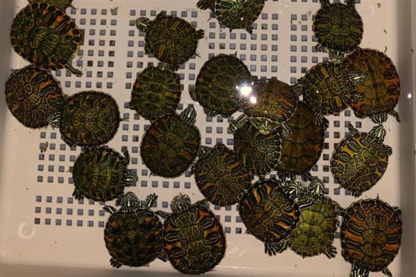 火焰龟可以吃发色饲料吗,注意荤素的合理搭配即可