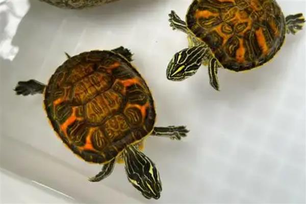 火焰龟可以吃发色饲料吗,注意荤素的合理搭配即可