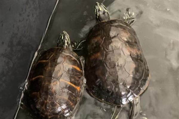 火焰龟可以吃发色饲料吗,注意荤素的合理搭配即可