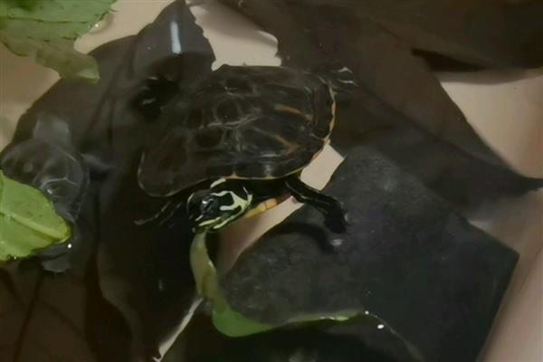 火焰龟可以吃发色饲料吗,注意荤素的合理搭配即可