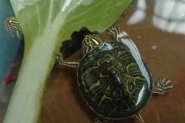 火焰龟可以吃发色饲料吗,注意荤素的合理搭配即可