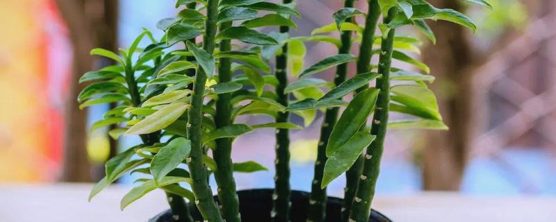 霸王鞭的花朵外观，花朵位于枝顶呈苞杯状