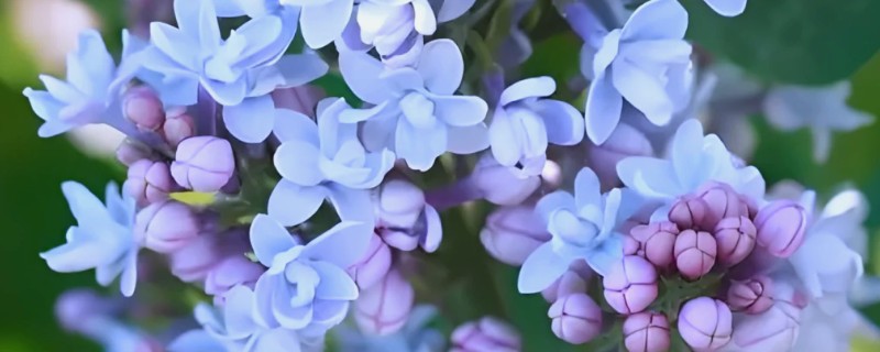 丁香花的花语，不同颜色的花语不同