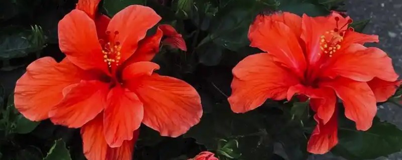 有哪些锦葵科植物，常见的有黄秋葵、扶桑等