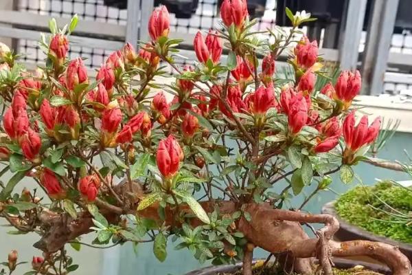 杜鹃花的养护方法，养护期间建议放在半阴处