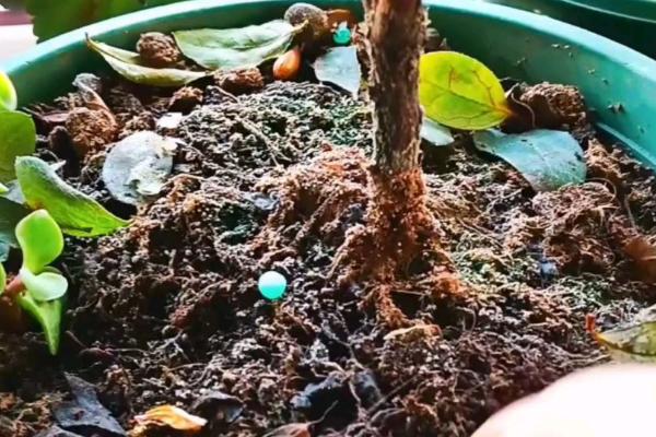 杜鹃花的养护方法，养护期间建议放在半阴处