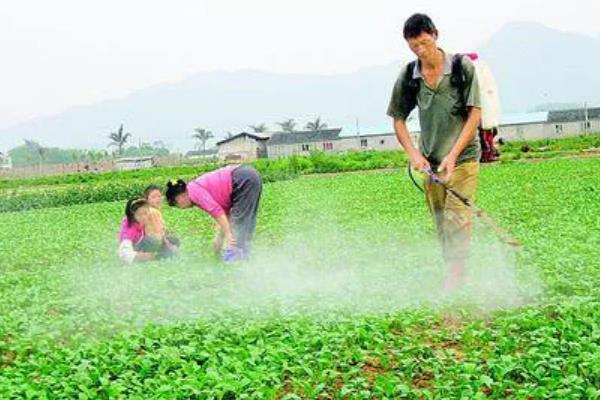 苋菜白锈病如何防治,生长期及时清理、疏除过密株