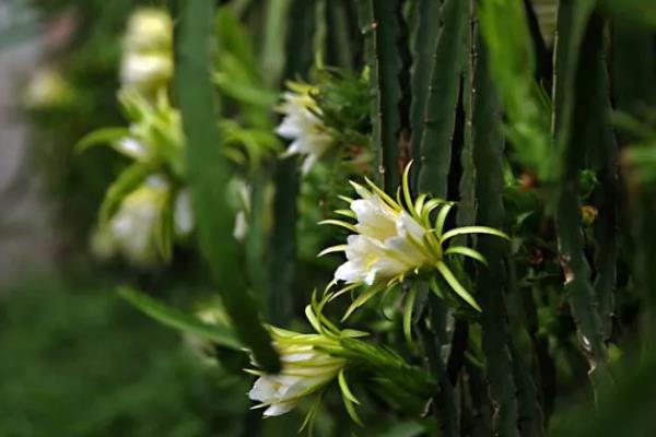 霸王鞭的花朵外观,花朵位于枝顶呈苞杯状