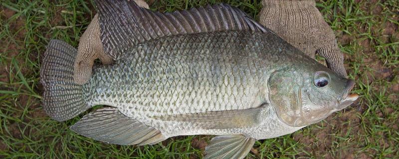 罗非鱼的种类,常见的有尼罗罗非鱼、奥利亚罗非鱼等