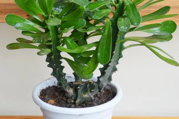 霸王鞭的花朵外观,花朵位于枝顶呈苞杯状