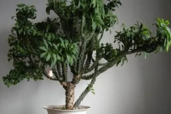 霸王鞭的花朵外观,花朵位于枝顶呈苞杯状