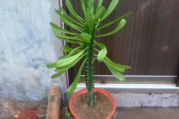 霸王鞭的花朵外观,花朵位于枝顶呈苞杯状