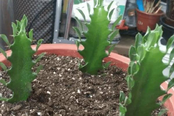 霸王鞭的花朵外观,花朵位于枝顶呈苞杯状