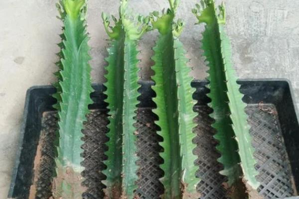 霸王鞭的花朵外观,花朵位于枝顶呈苞杯状