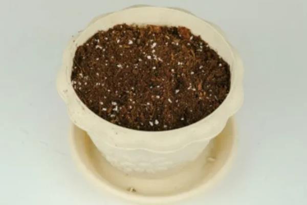 霸王鞭的花朵外观,花朵位于枝顶呈苞杯状