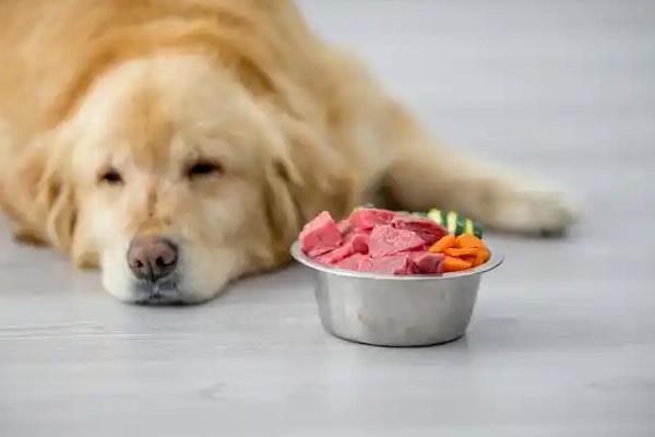 为什么狗不吃东西，可能是生理性厌食或生病所致