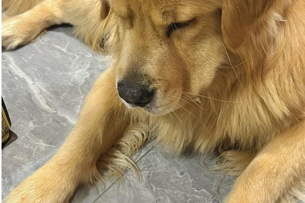 为什么狗不吃东西，可能是生理性厌食或生病所致