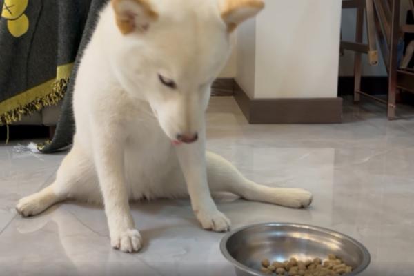为什么狗不吃东西，可能是生理性厌食或生病所致