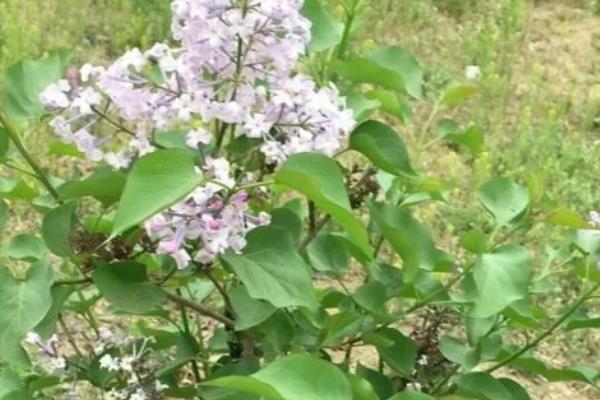 丁香花的花语，不同颜色的花语不同