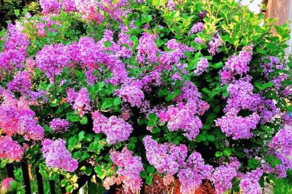 丁香花的花语，不同颜色的花语不同