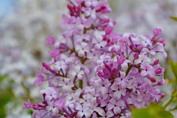 丁香花的花语，不同颜色的花语不同