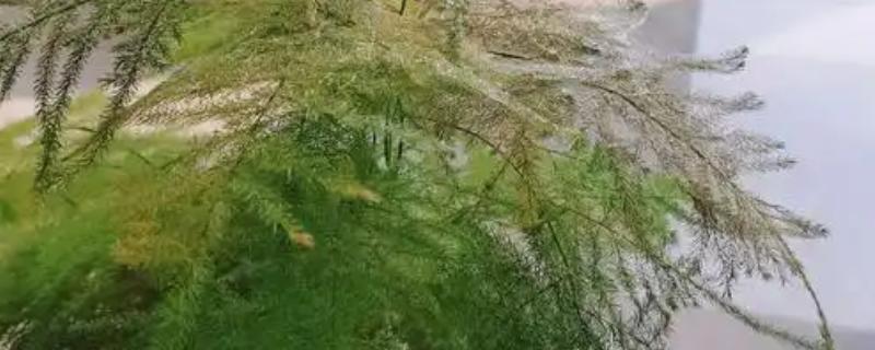 文竹叶子变白的原因，可能是光照过强、缺乏养分等因素引起