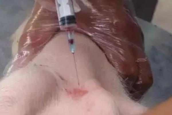猪低温使用樟脑磺酸钠的间隔，10%樟脑磺酸钠注射液可以每天注射一次