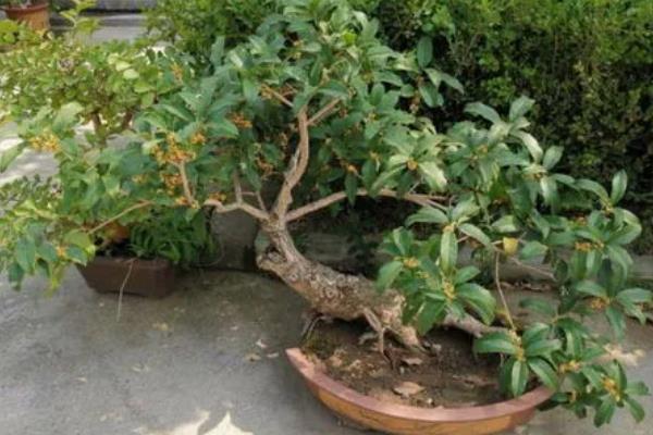 桂花可以放在客厅里吗，不建议桂花放在客厅