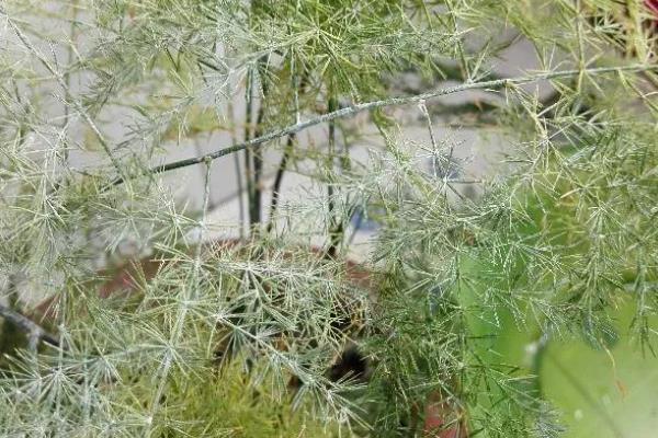 文竹叶子变白的原因，可能是光照过强、缺乏养分等因素引起