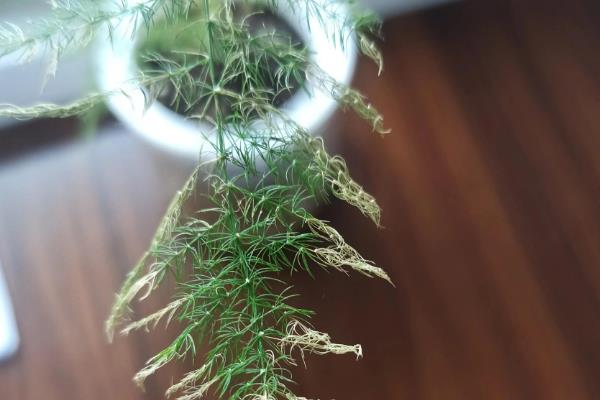 文竹叶子变白的原因，可能是光照过强、缺乏养分等因素引起