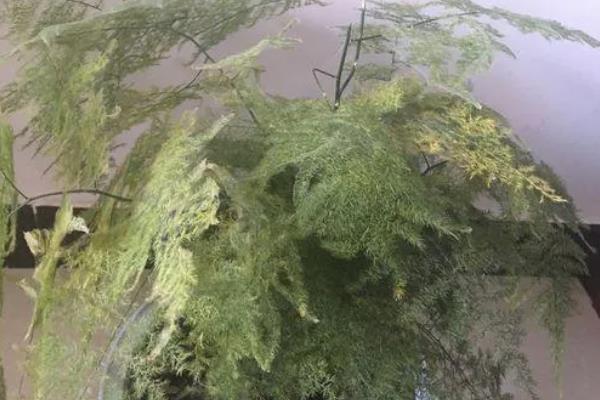 文竹叶子变白的原因，可能是光照过强、缺乏养分等因素引起