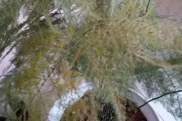 文竹叶子变白的原因，可能是光照过强、缺乏养分等因素引起